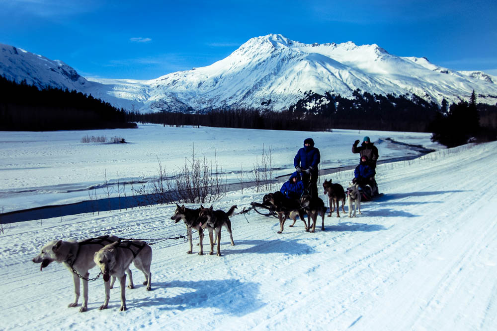 Exit Glacier Dog Sledding Tour