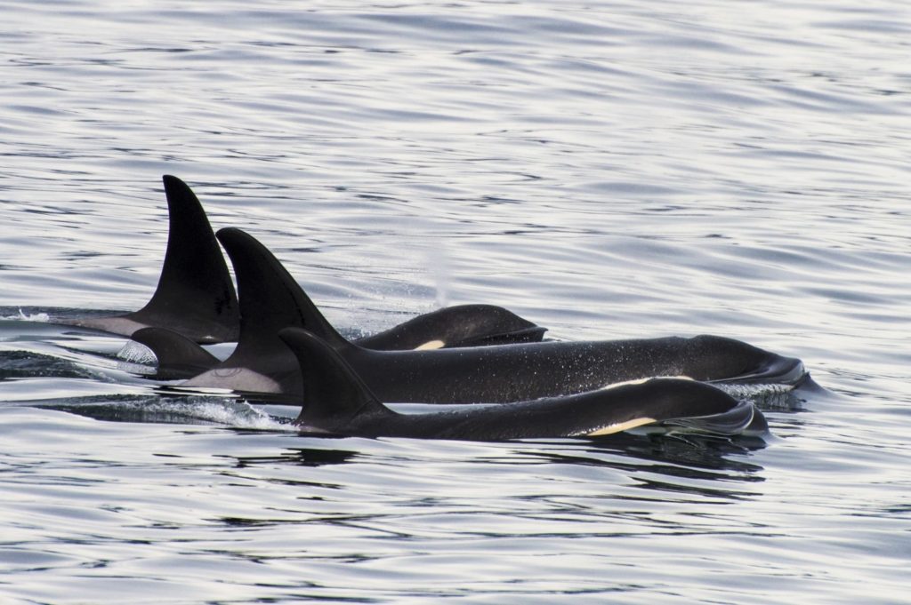 Orcas