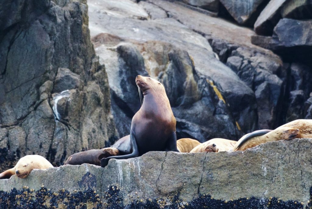 Steller Sea Lions