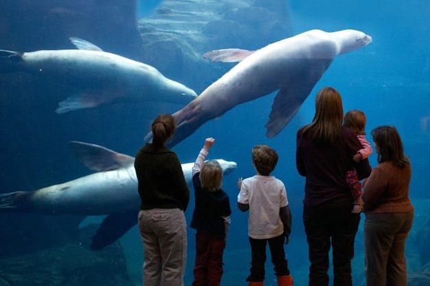 Viewing Steller Sea Lions at the Alaska SeaLife Center